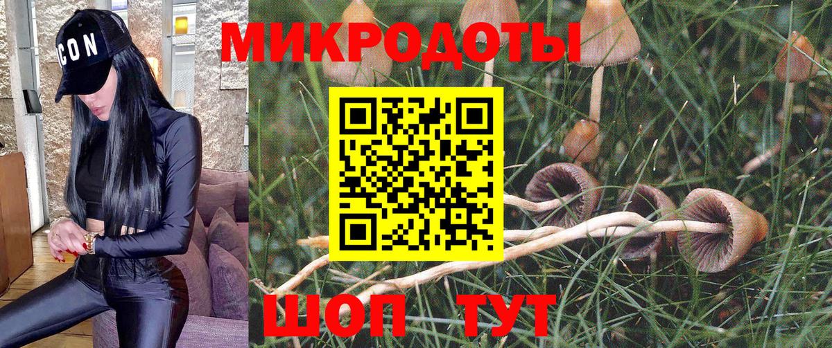 Галлюциногенные грибы Psilocybe Краснокаменск